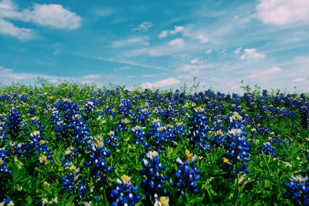 Wildflowers covering a field in Austin, Texas.