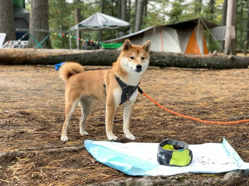 A Shiba Inu dog standing in front of a dog friendly campsite with a portable water bowl.