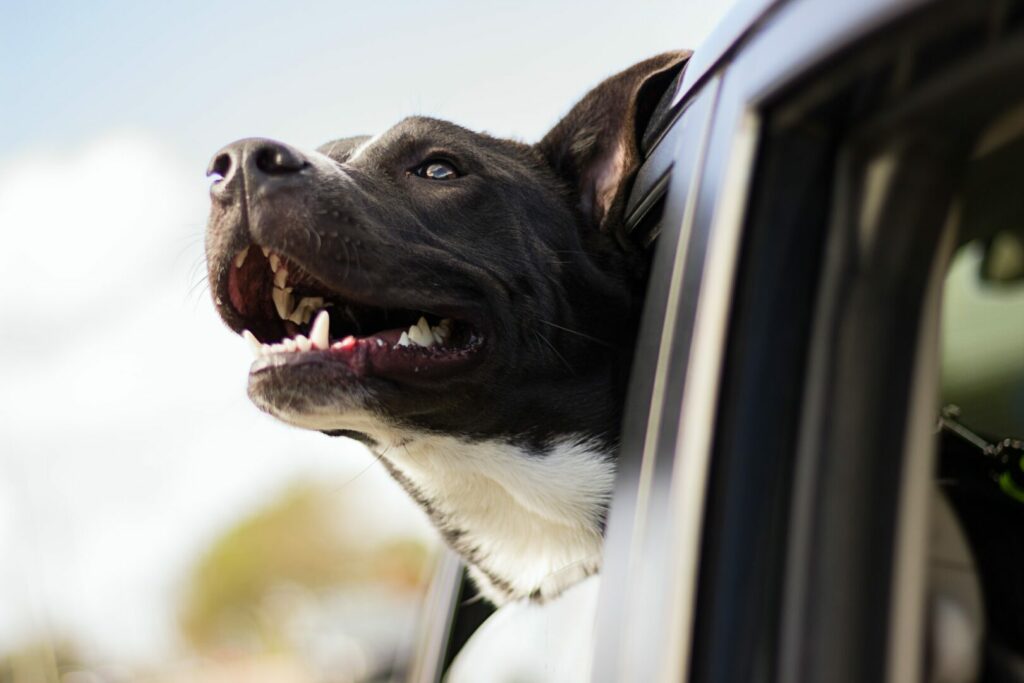 A dog happily sticks his head out of the car window as he goes on an adventure.