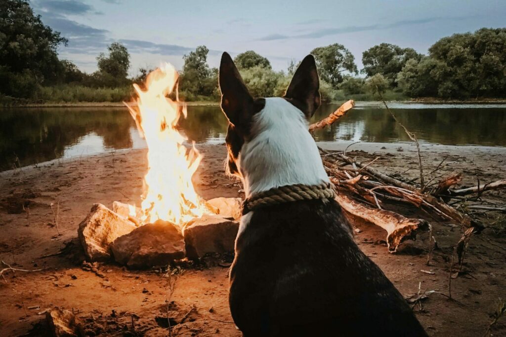 A good boy sits by the fire at a dog friendly campground along the river.