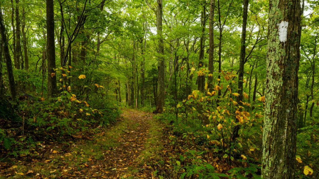 The Appalachian Trail passes through the green forests of Maine.