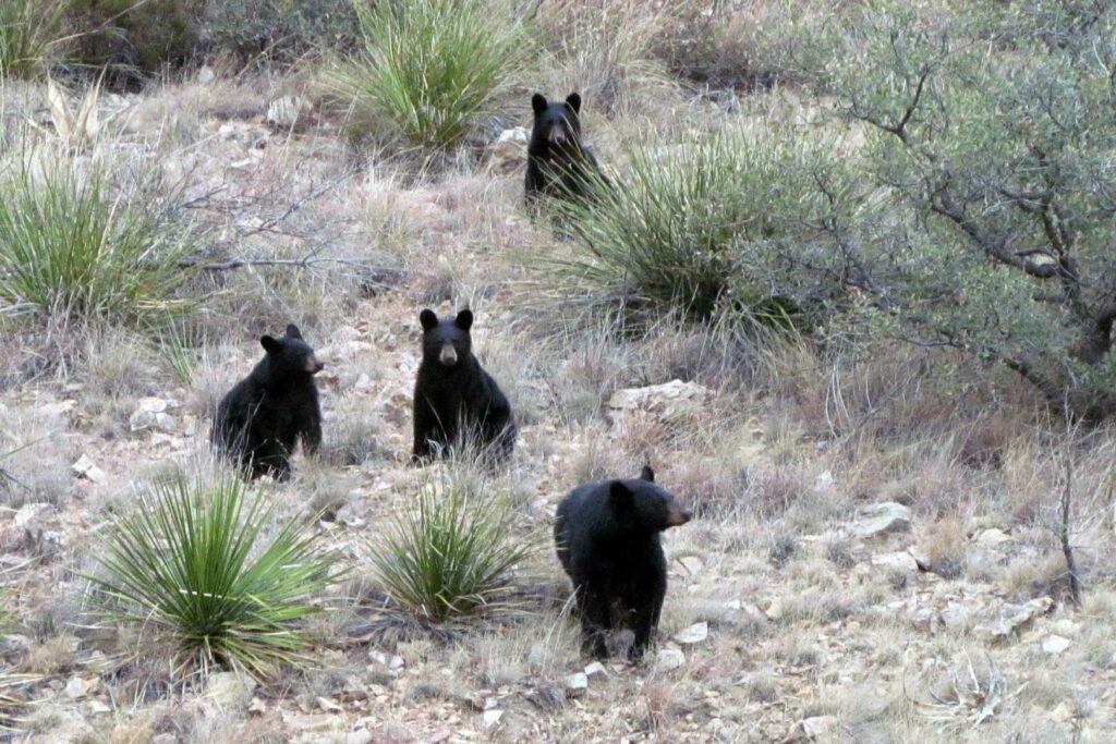 A group of black bears mind their business in Big Bend National Park.