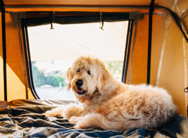 A shaggy dog sits in a tent and ready for a fun camping trip.