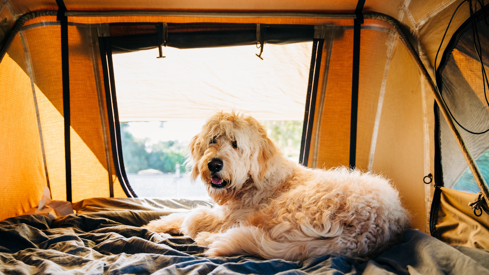 Insider Tips for Successfully Camping with Dogs - Getaway Couple