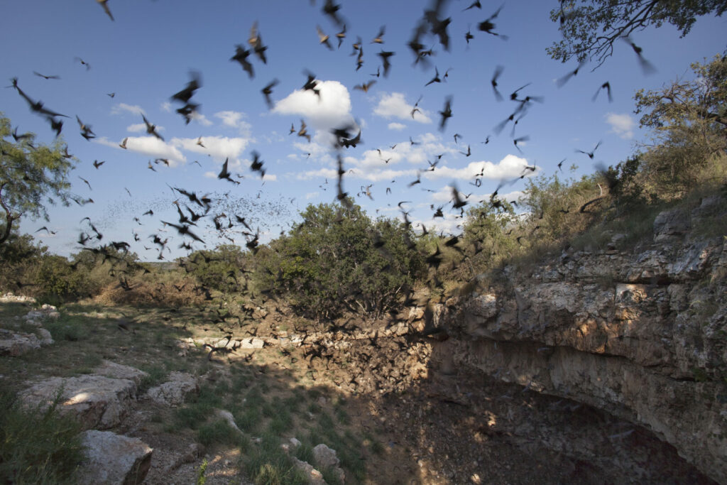 Hundreds of bats flying out of a cavern