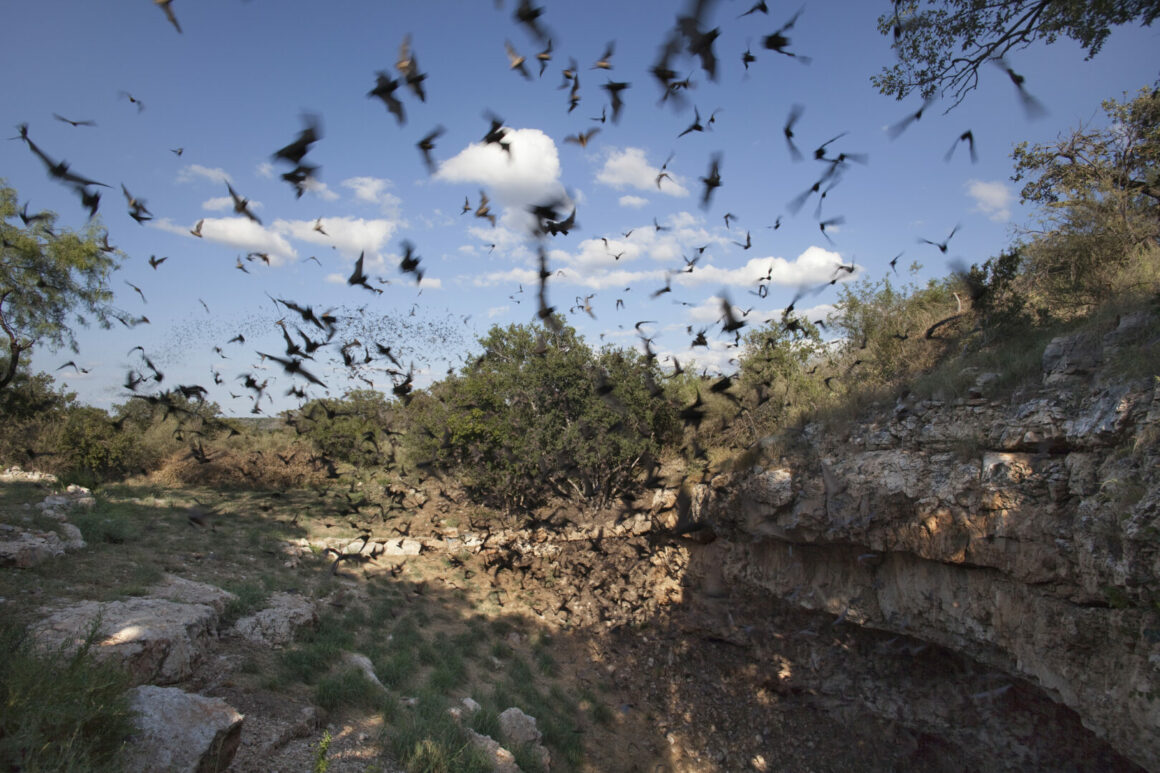 Why You Should Add Carlsbad Caverns Bats to Your Bucket List