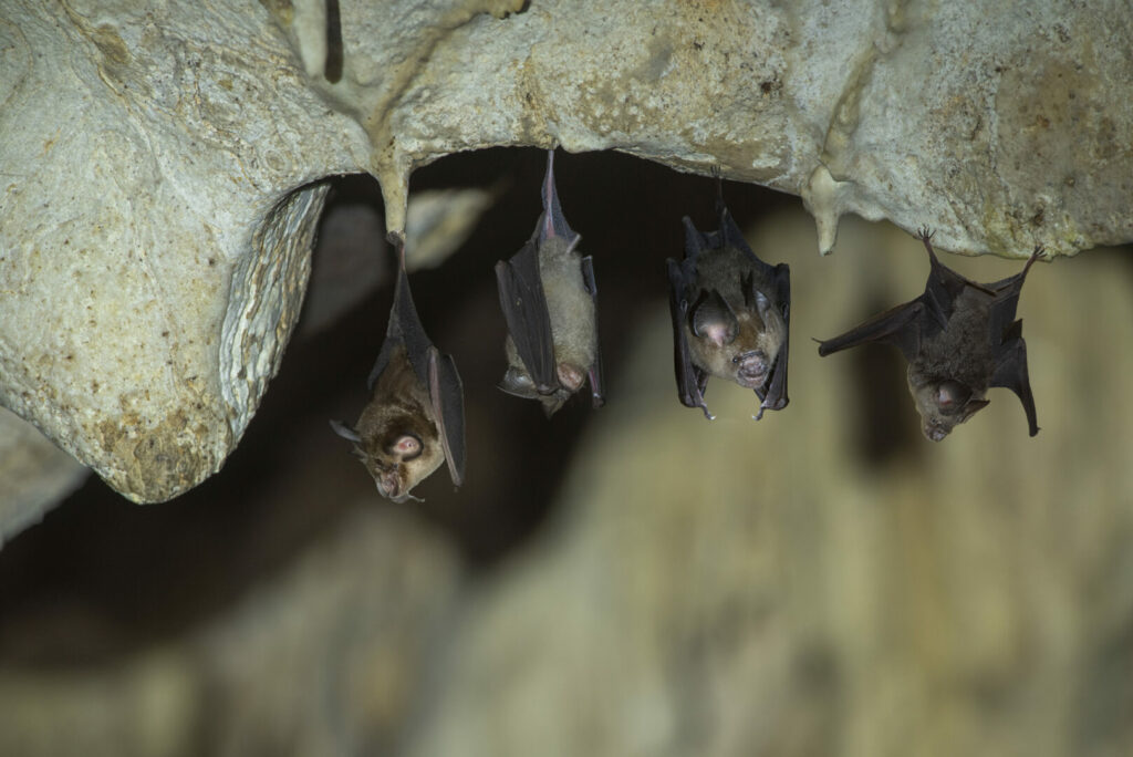Bats hanging in a dark cave