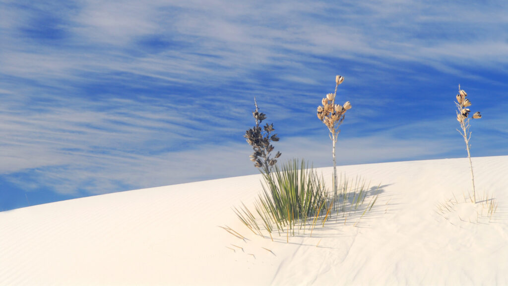 The white sand dunes with a blue sky background and a green plant growing out of the sand