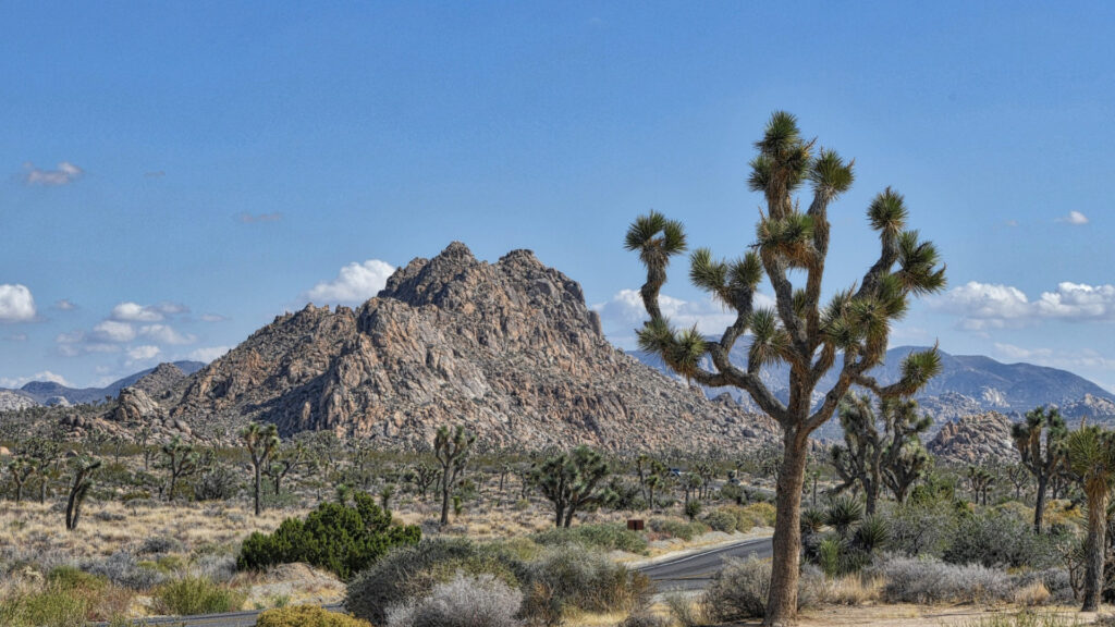 A view of Joshua Tree National Park in California.