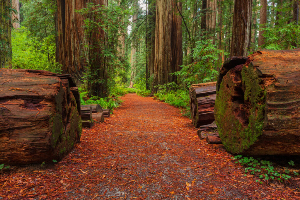 Hiking path through Redwood National Park