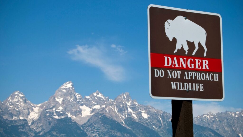A sign showing a bison and words that say the national park rule "danger do not approach wildlife"