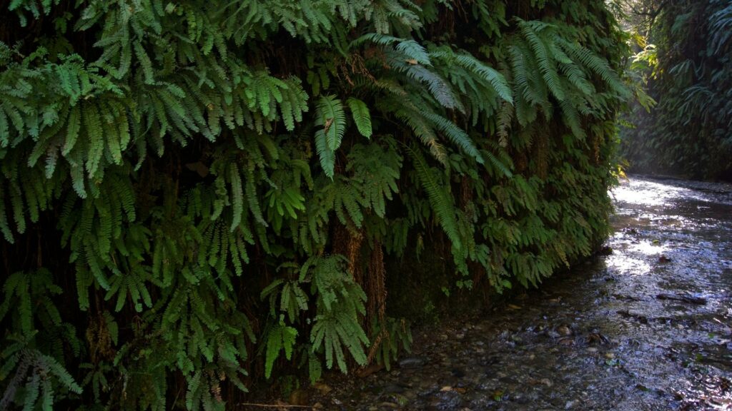 A wall of fern growing over the small river 
