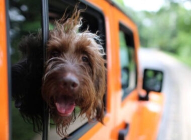 A dog in an orange jeep using some of the best dog accessories.