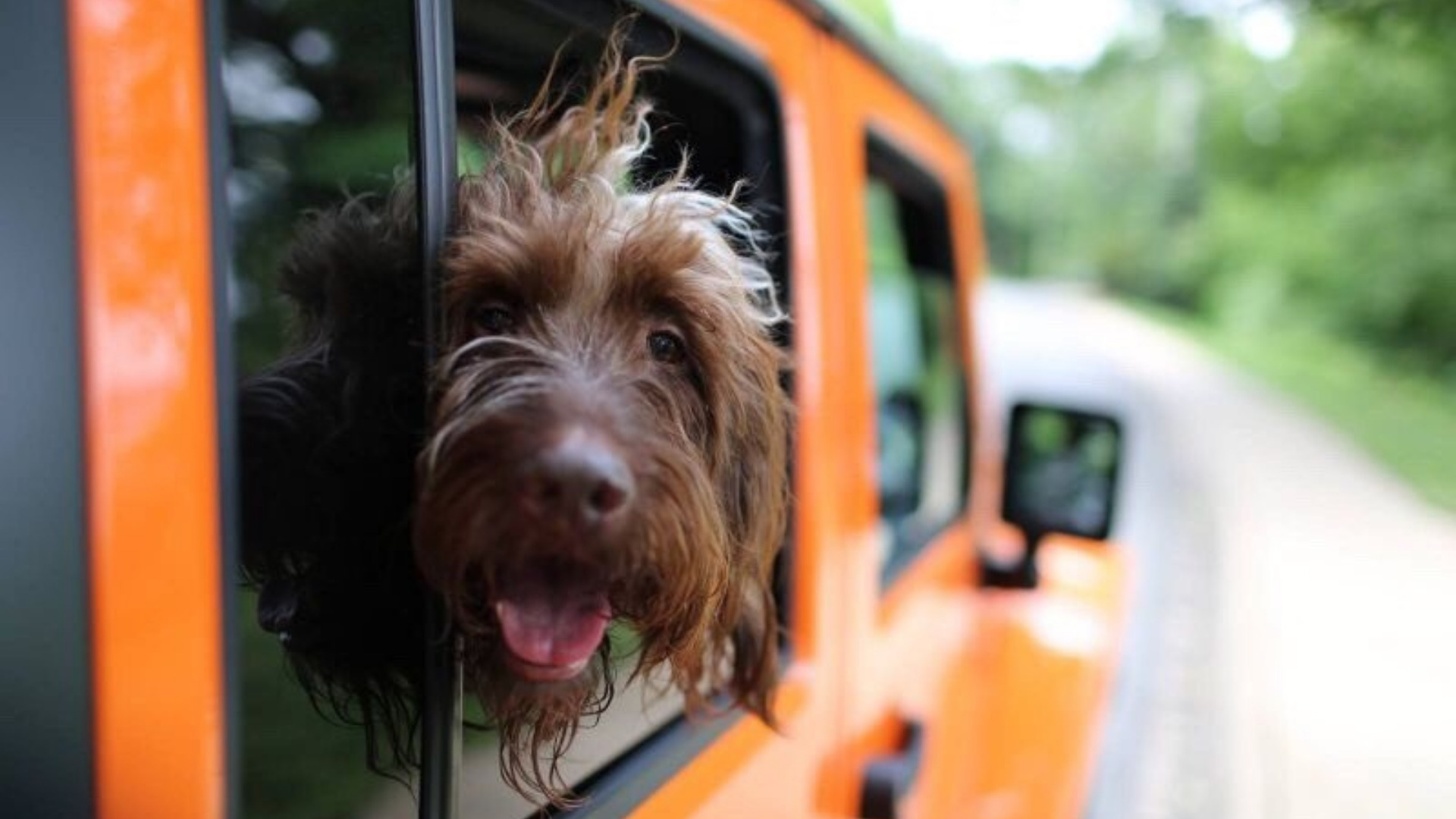 7 Jeep Dog Accessories Your Pet Will Love - Getaway Couple