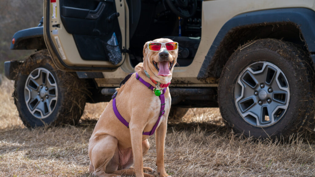Dog wearing fashionable glasses and a purple harness in front of a jeep off-road
