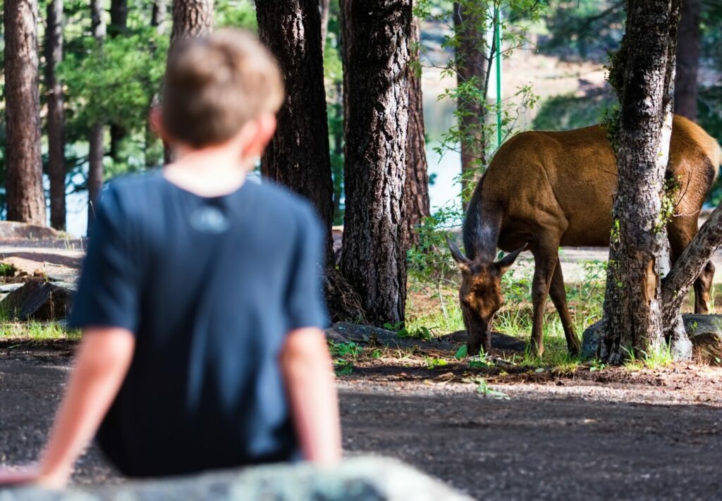 A child watching a deer close to his campsite. Wildlife interacting with your campsite can be one of the ways a camping trip is ruined.