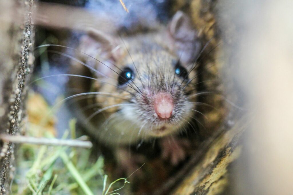 A mouse near Irish Spring soap, commonly used to deter mice