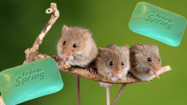 A group of mice and irish spring soap