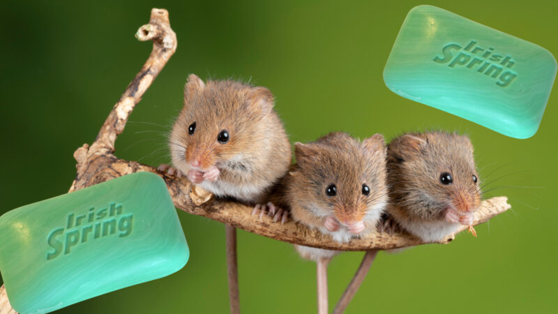 A group of mice and irish spring soap