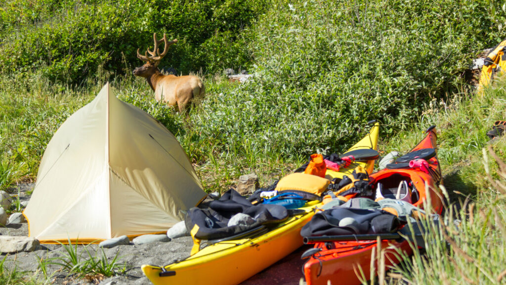 Kayaks at a campsite by a deer after being brought to the site using an RV kayak rack