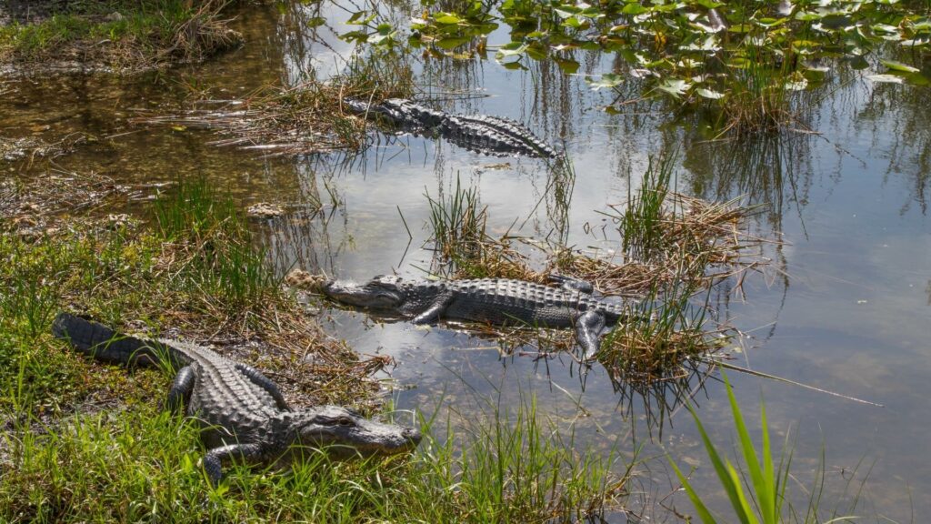 Alligators in the water at Everglades National Park in Florida