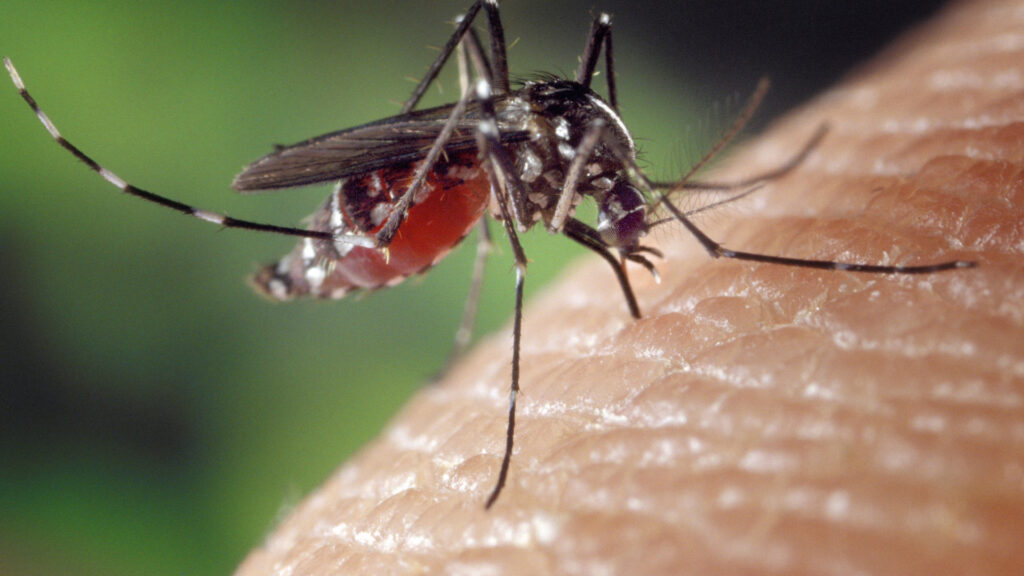 A mosquito on a person who is not using anything to keep mosquitoes away