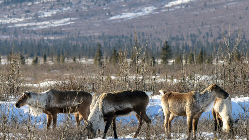 A group of caribou at Kobuk Valley National Park