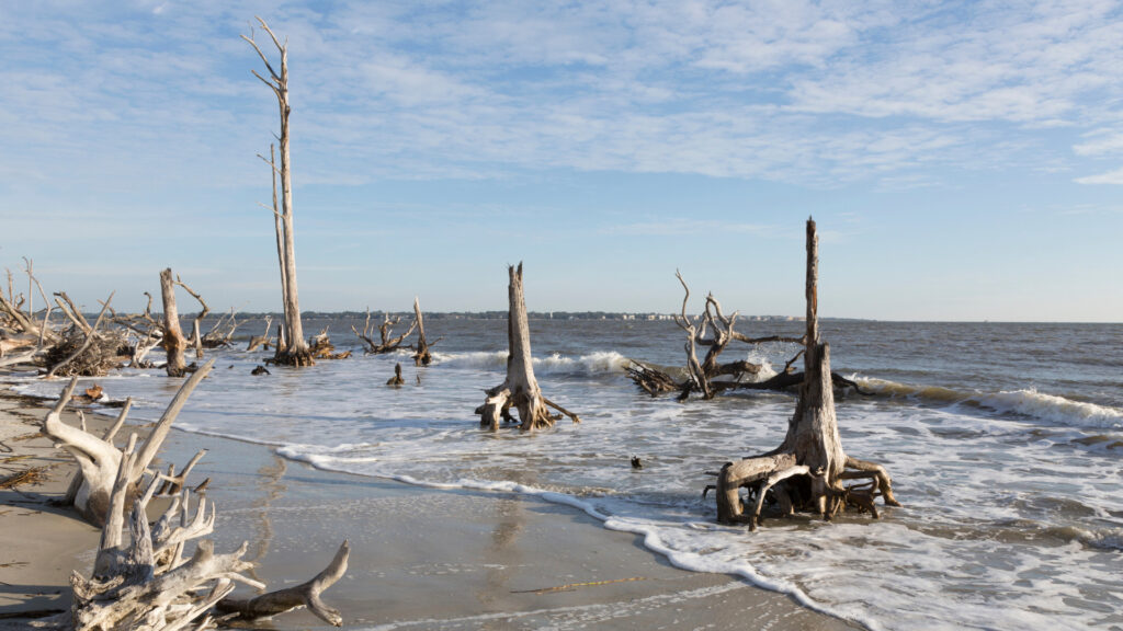 View of Driftwood Beach, one of the beaches in jekyll island