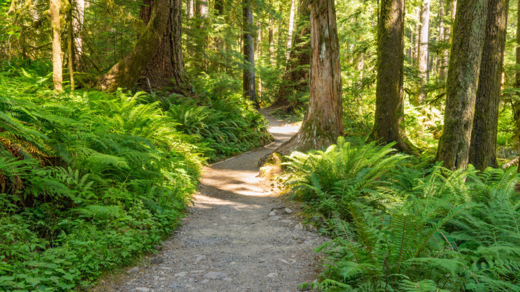 At thousand trails chehalis resort, there are tons of areas to explore and hike