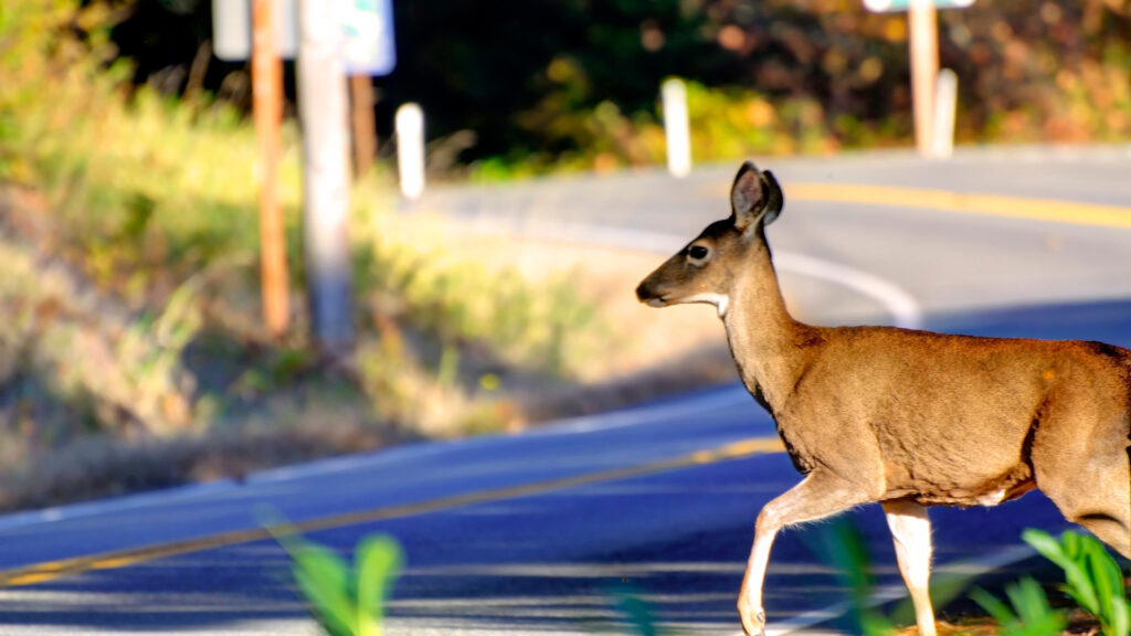 A deer crossing on a road near a road grade sign