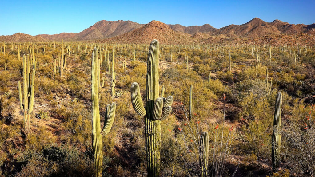 Cacti throughout Saguaro, one of the best national parks to visit in winter