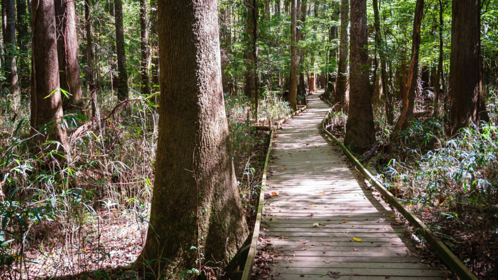 A trail on Congaree National Park