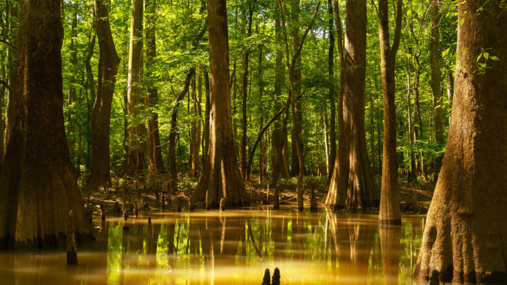 View of Congaree National Park