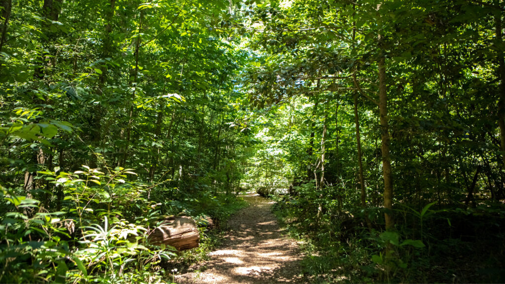 An unmarked trail on Congaree National Park