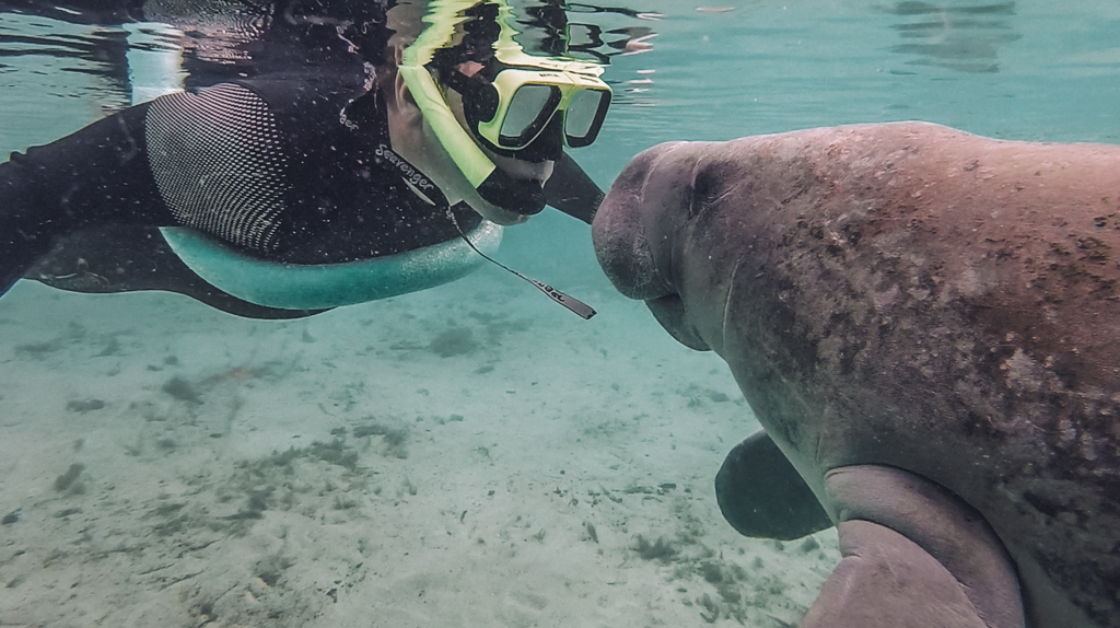 Jason face to face with a manatee under water. A great experience while RVing America 