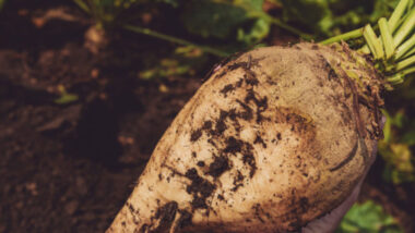 Close up of a sugar beet at sugar beet harvest