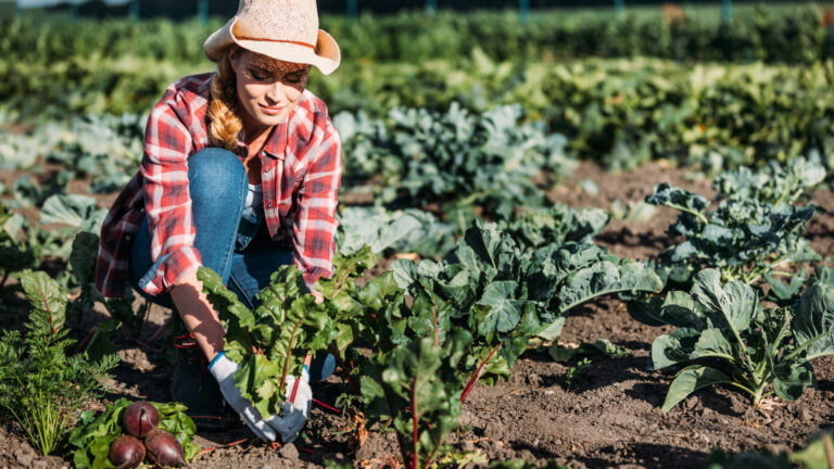 What RVers Need to Know About the Sugar Beet Harvest