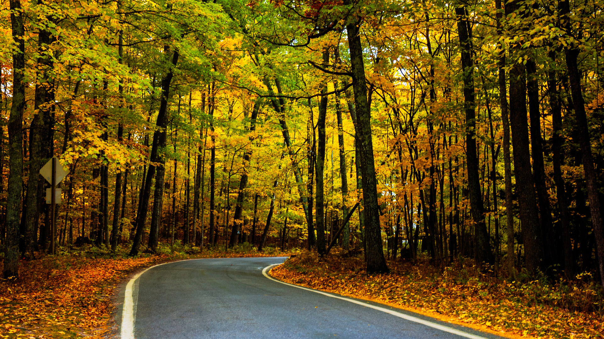 Your Guide to Michigan's Stunning Tunnel of Trees Getaway Couple