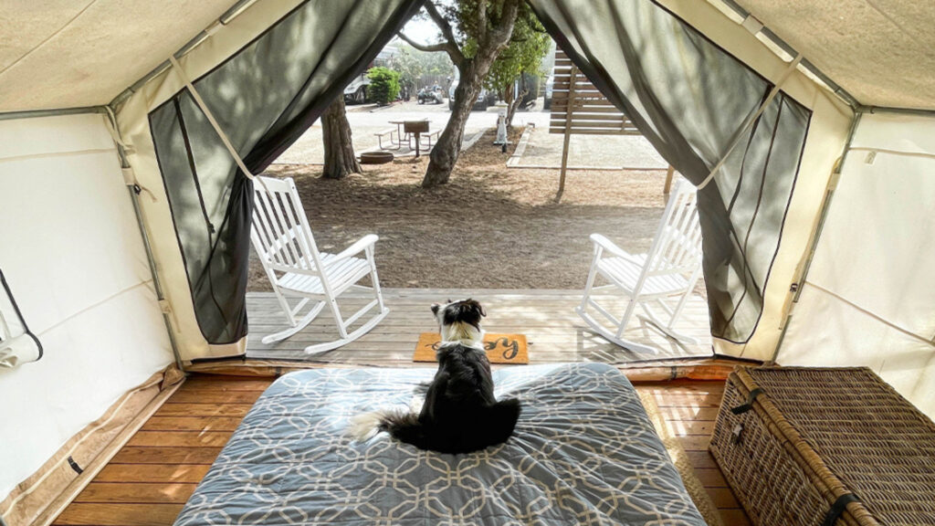 A dog sitting in a Thousand Trails cabin using a pass