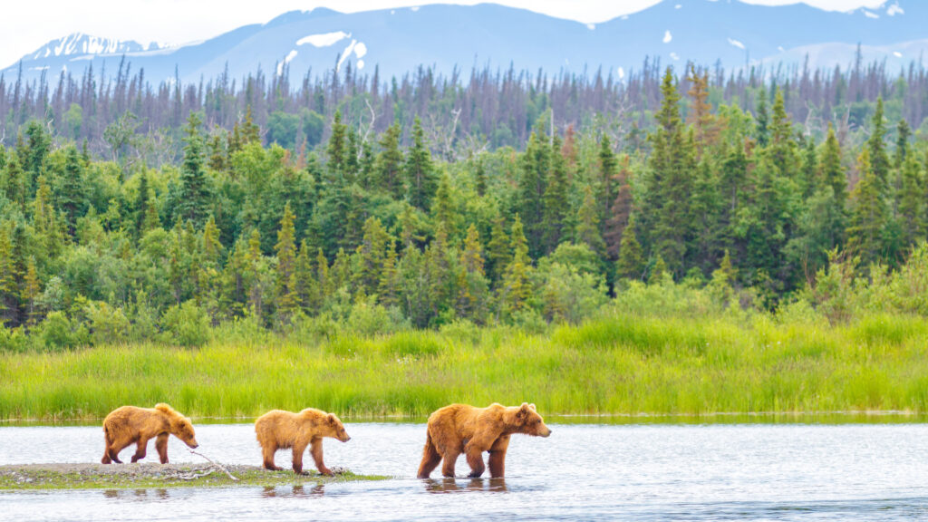 Bears walking in the water at a national park