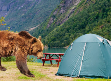A bear approaching a tent