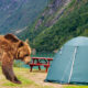A bear approaching a tent