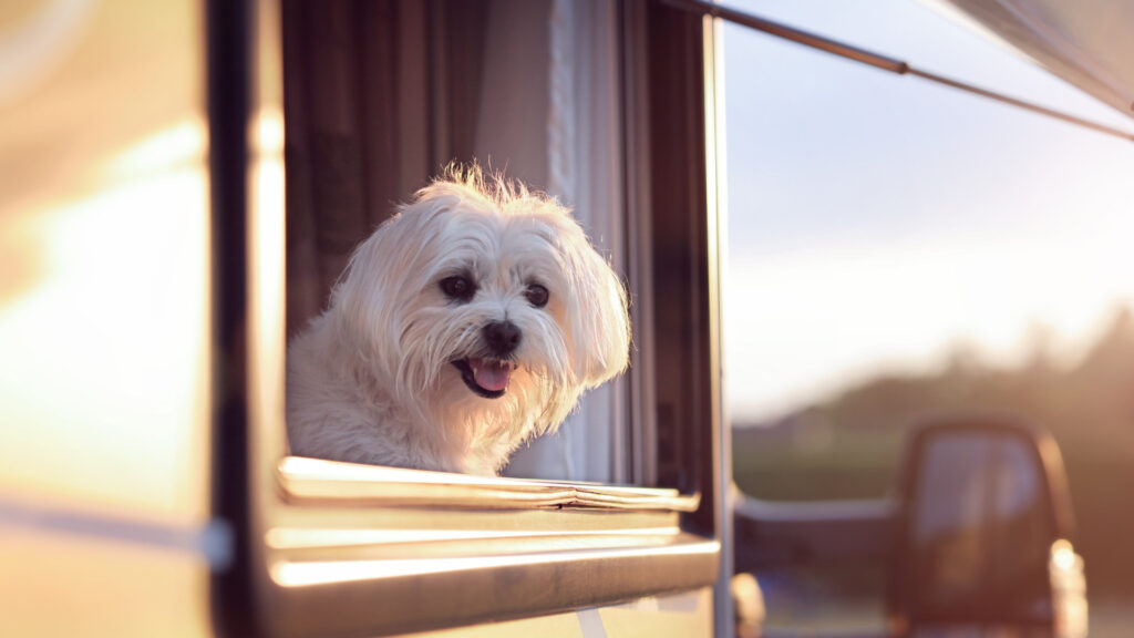 RV screen doors can easily become damaged from dogs, so it's important they're protected