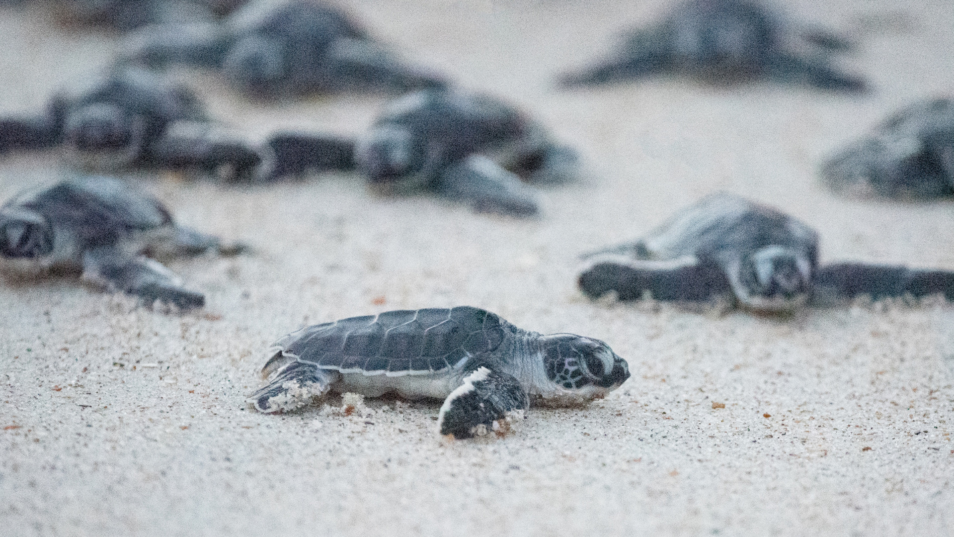 Your Complete Guide to Bahia Honda State Park - Getaway Couple