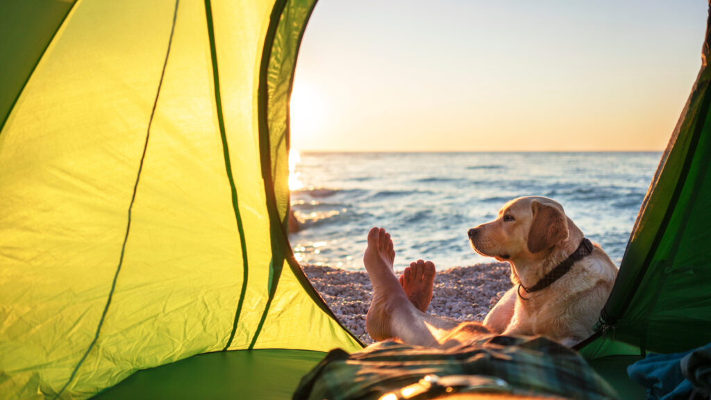 A dog sitting in a camping tent by the ocean
