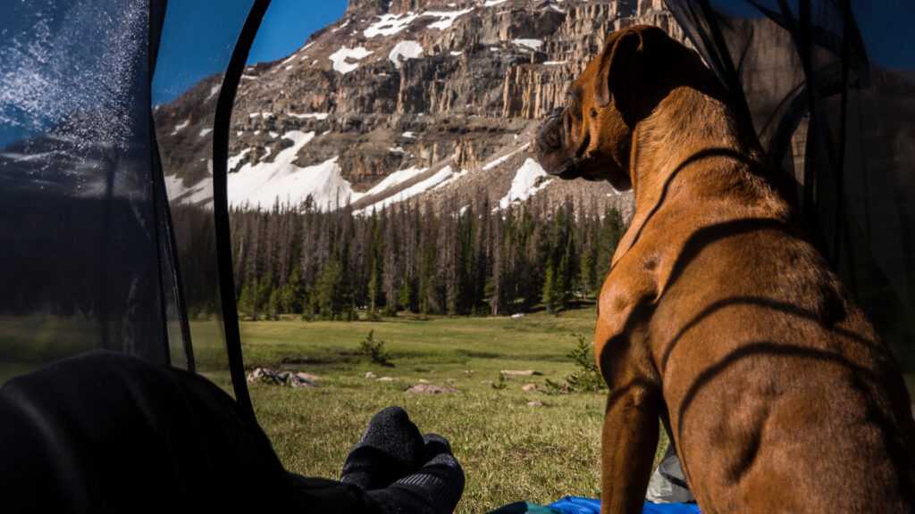 A dog sitting a camping tent by the mountains