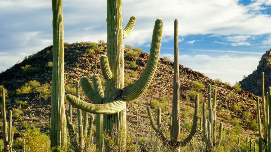 Cactus at Saguaro National park near the Case Grande Ruins National Monument