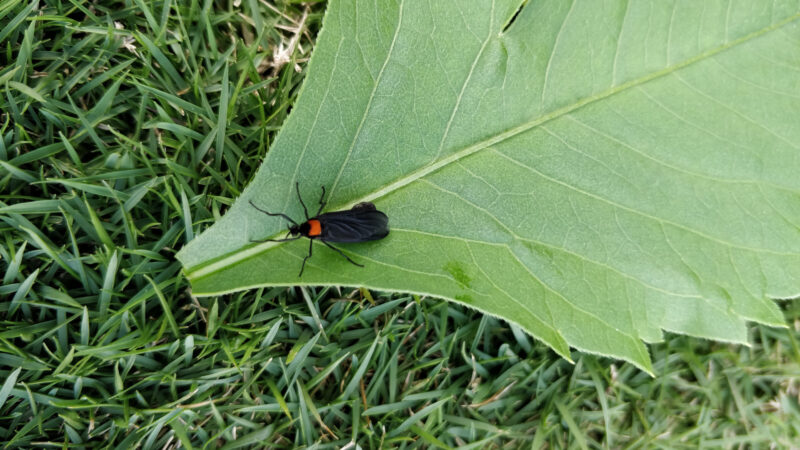 Close up of a Florida love bug on a leaf