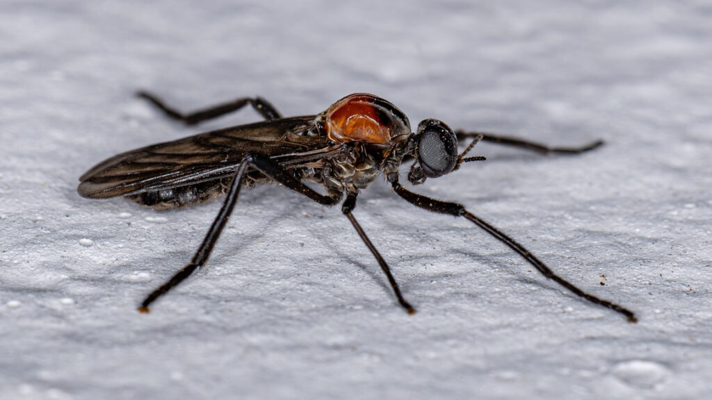 Close up of Florida love bugs