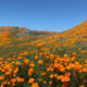 View of the California Superbloom